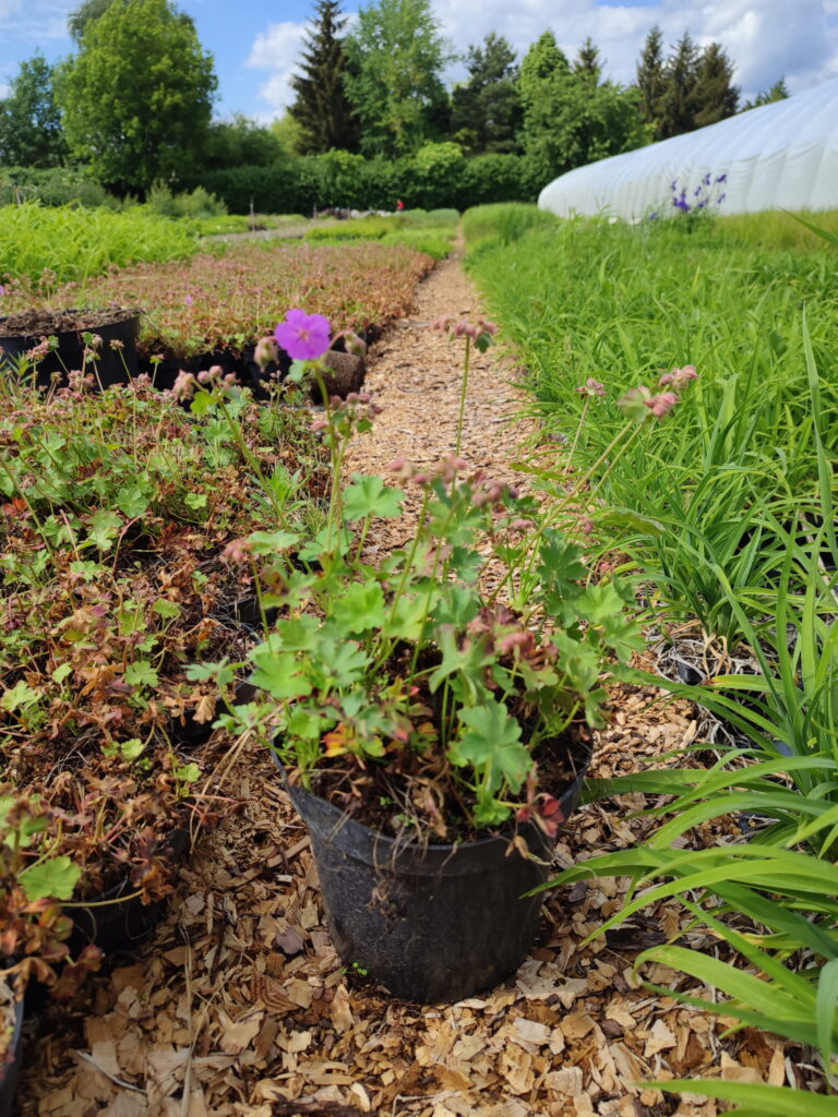 Geranium-sanguineum-c2