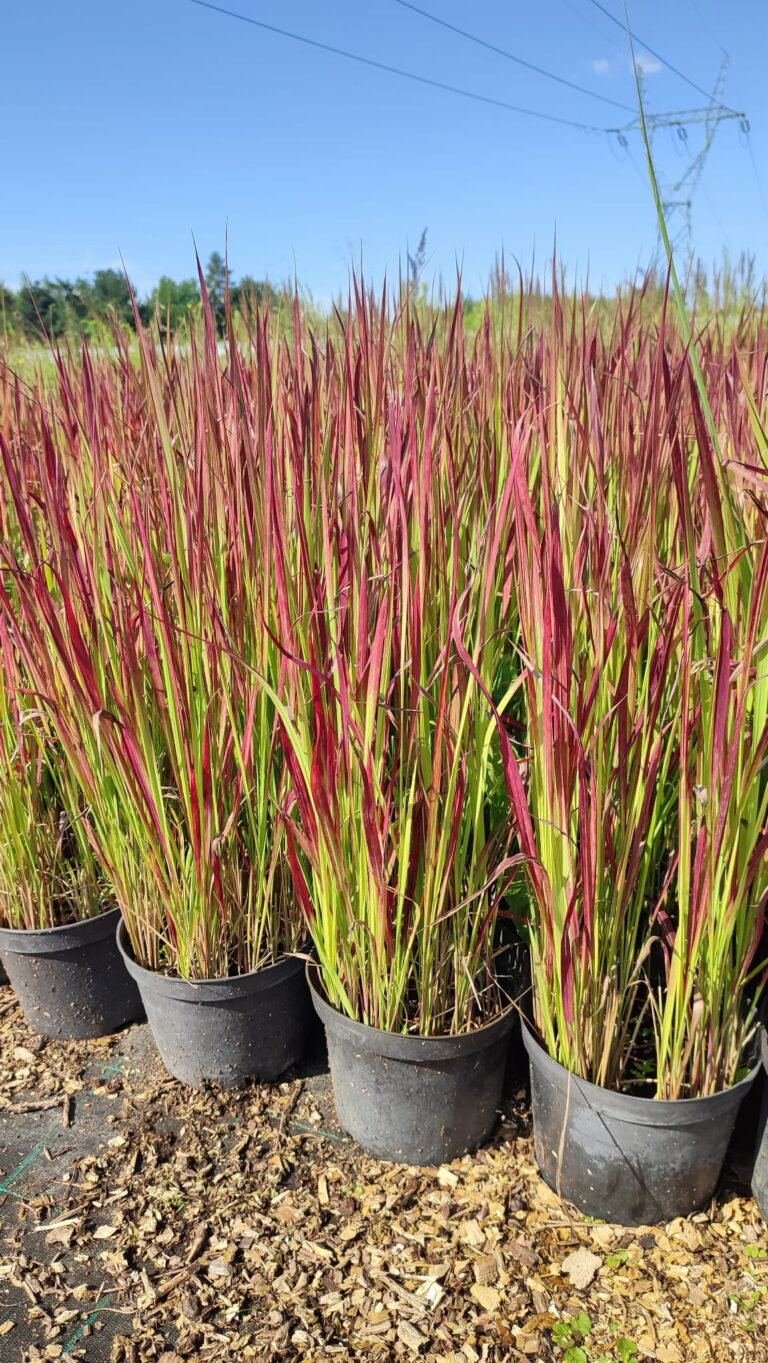 Imperata-cylindrica-Red-Baron-c3