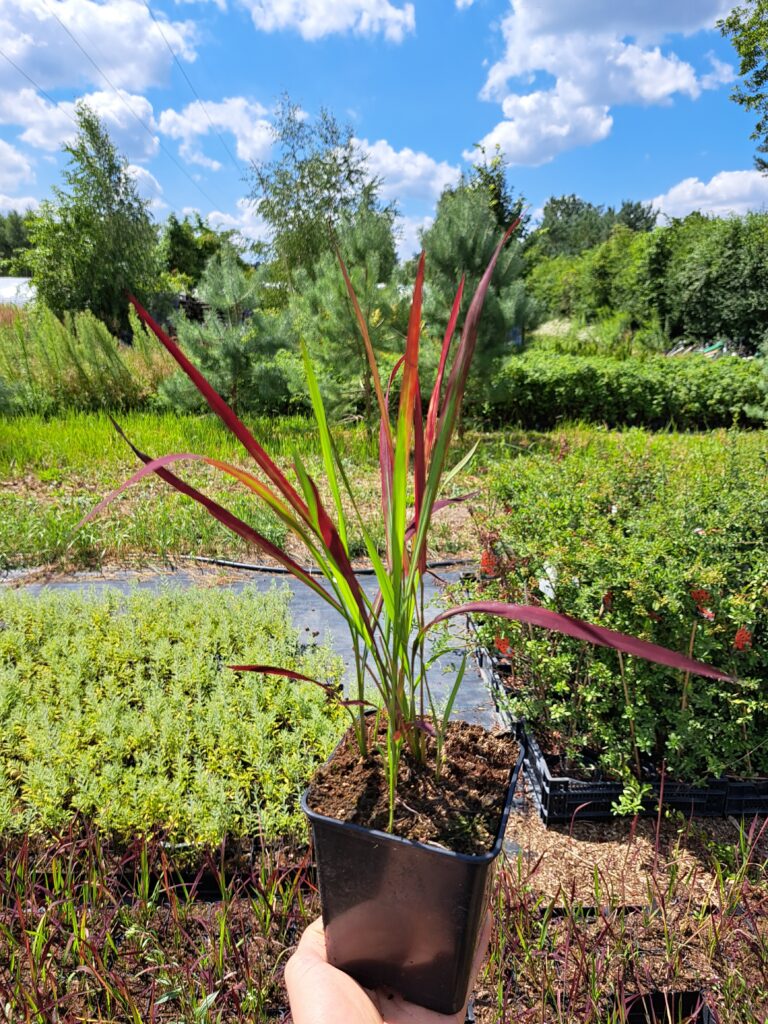 Imperata cylindryczna Red Baron