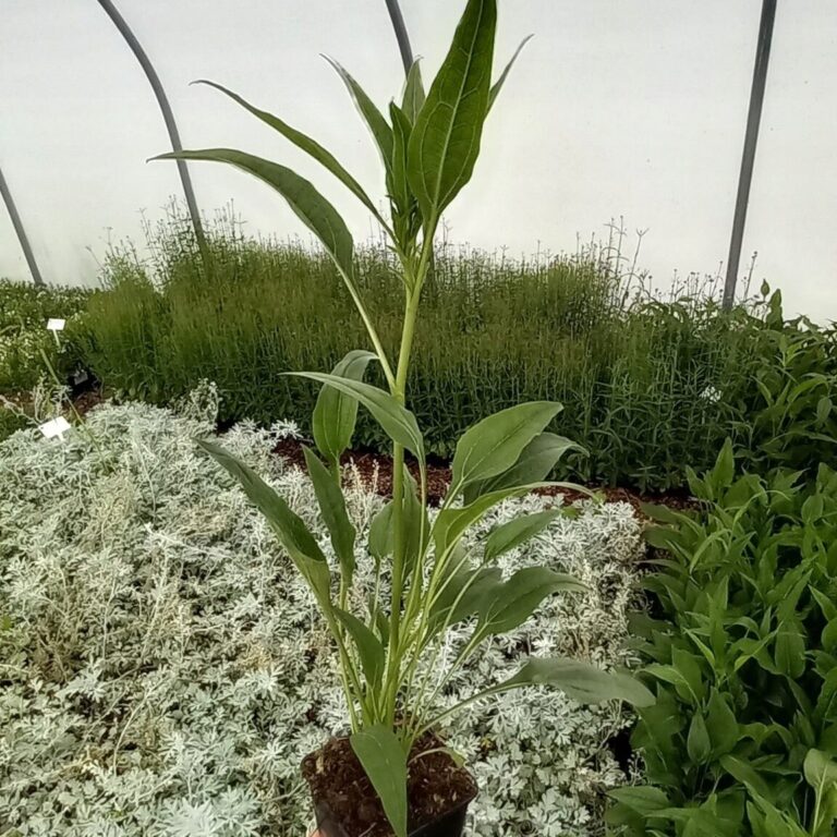 Jeżówka purpurowa 'Lakota Yellow'