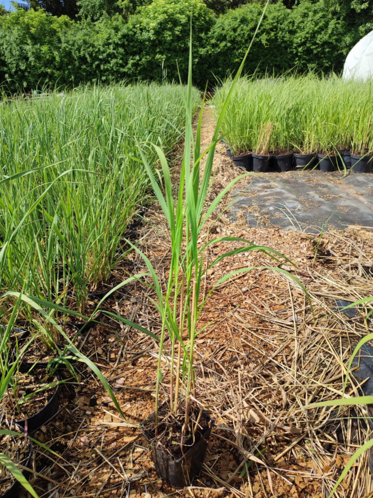 Miscanthus-sacchariflorus-p11