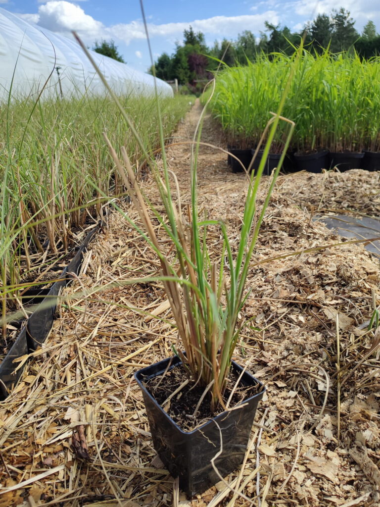 Miscanthus-sinensis-Morning-Light-p11