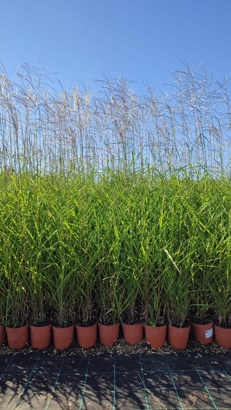 Miscanthus-sinensis-Nippon-c2