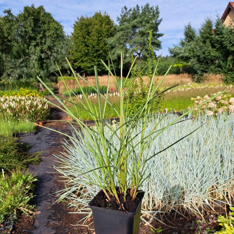 Miskant chiński 'Adagio'