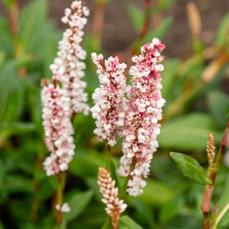 Rdest pokrewny 'Donald Lowndes’