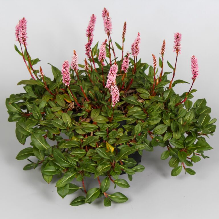 Rdest pokrewny 'Superba’