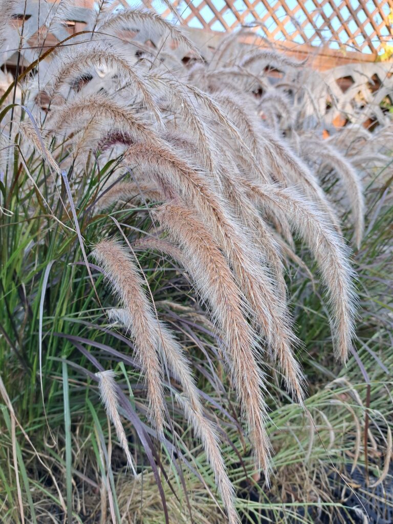 Rozplenica obca 'Rubrum'