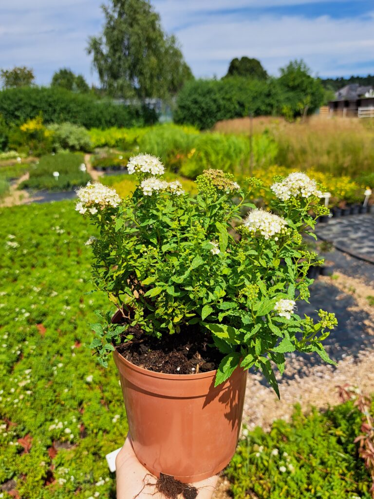 Tawuła japońska 'Albiflora'