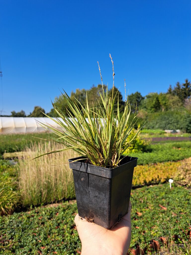 Trzęślica modra 'Variegata'