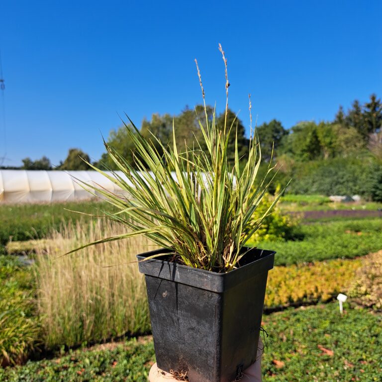Trzęślica modra 'Variegata'