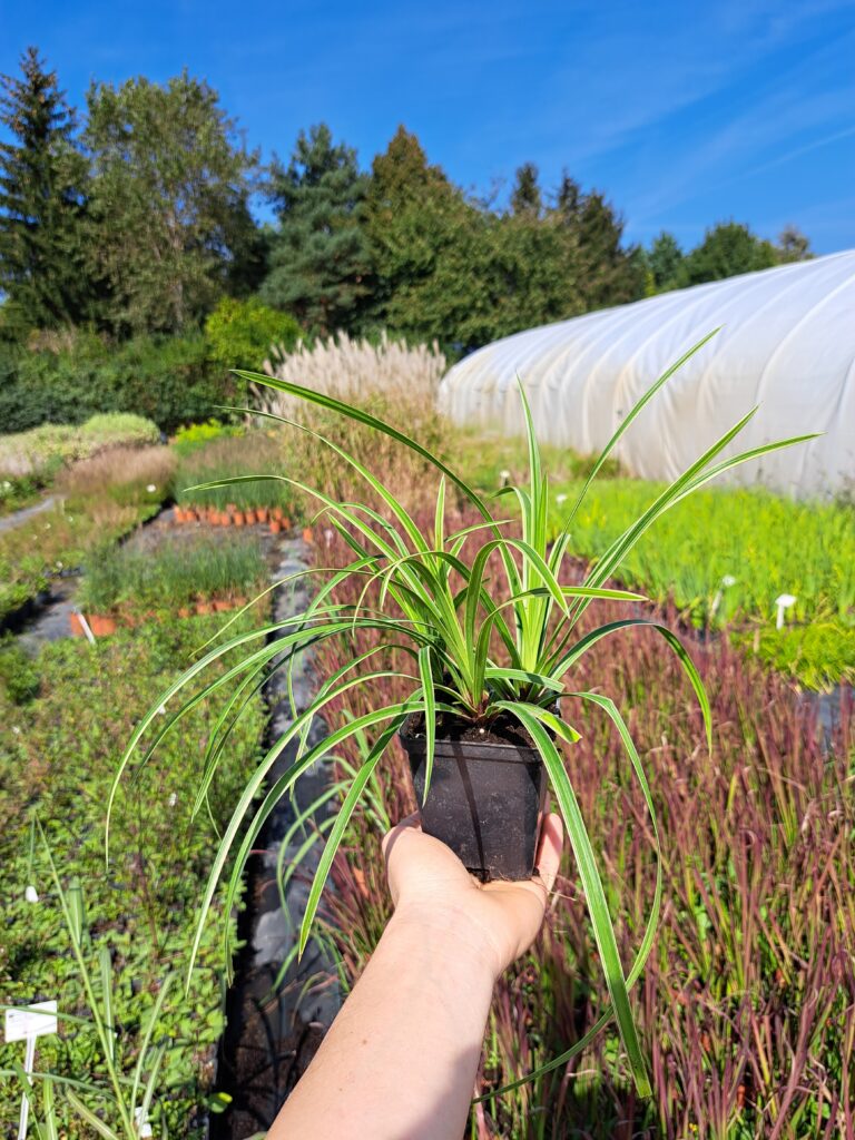 Turzuca Morrowa 'Ice Dance'