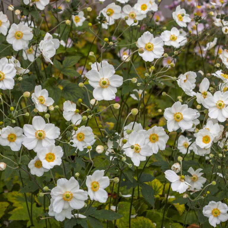 Zawilec mieszańcowy 'Honorine Jobert'