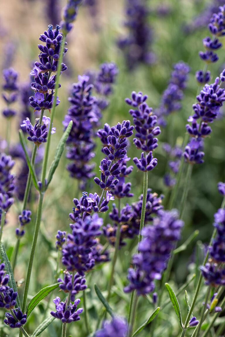 hidcote-blue_lavandula