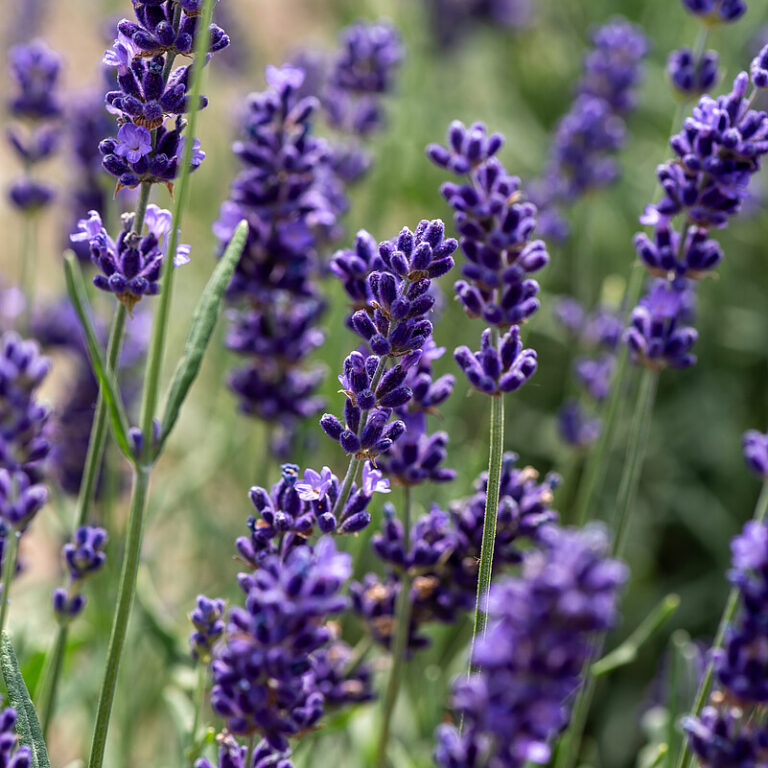 hidcote-blue_lavandula