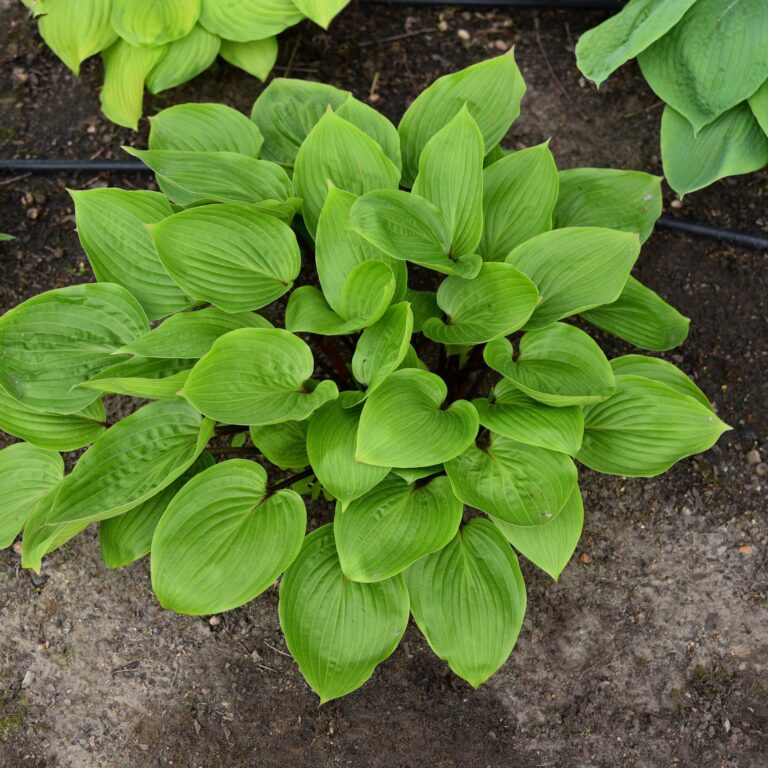 Funkia 'Purple Heart'