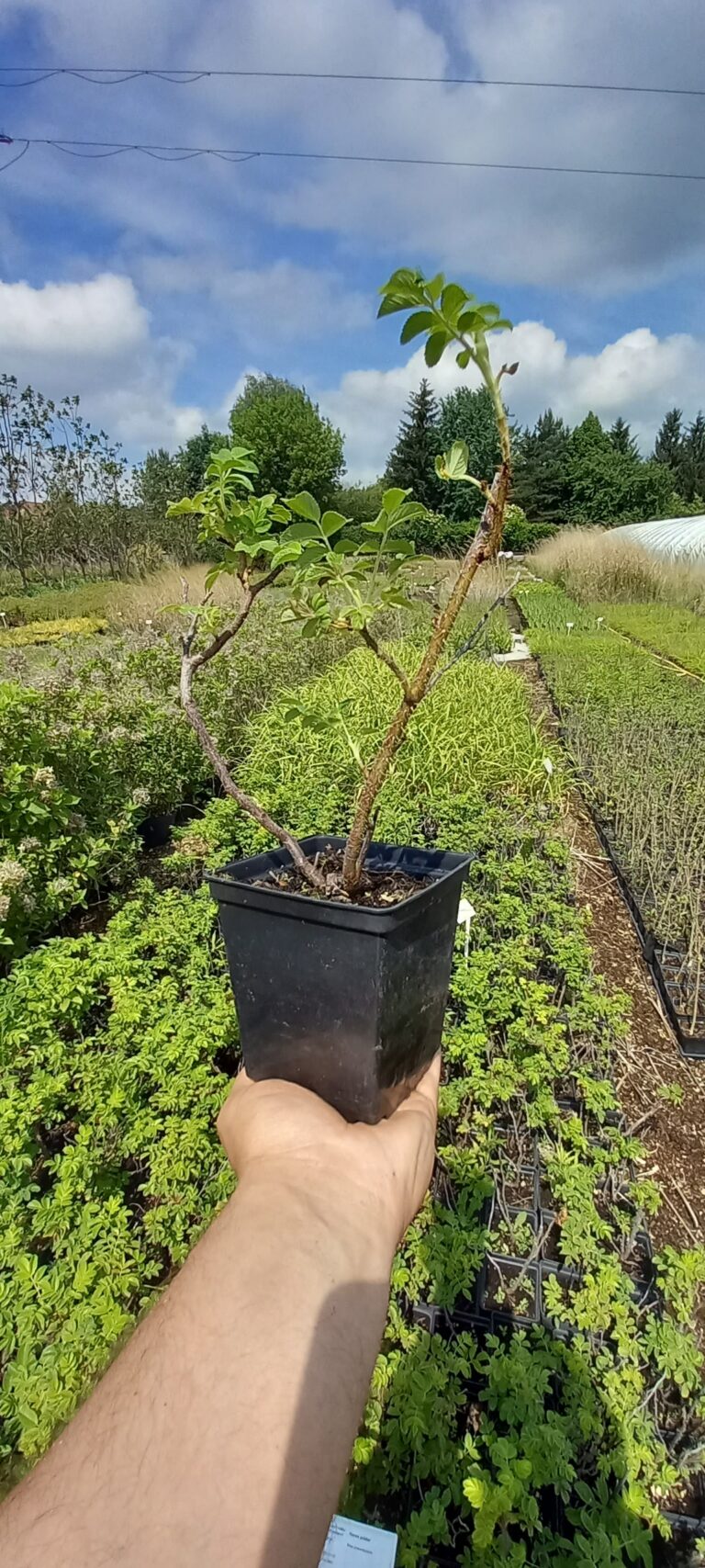 rosa rugosa