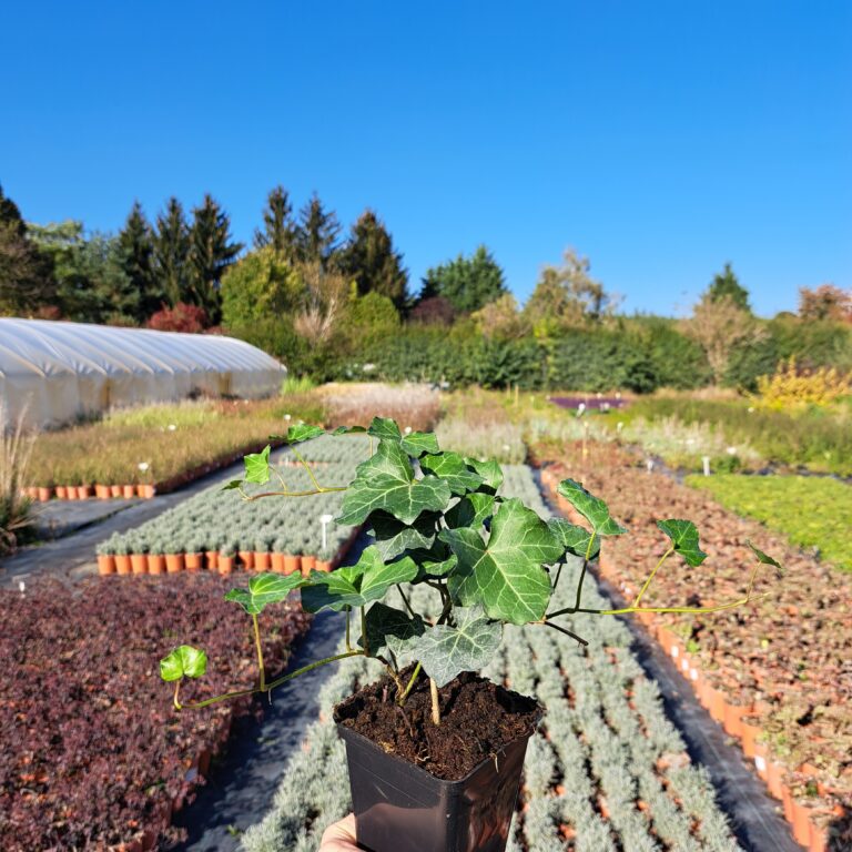 Bluszcz pospolity 'Thorndale'