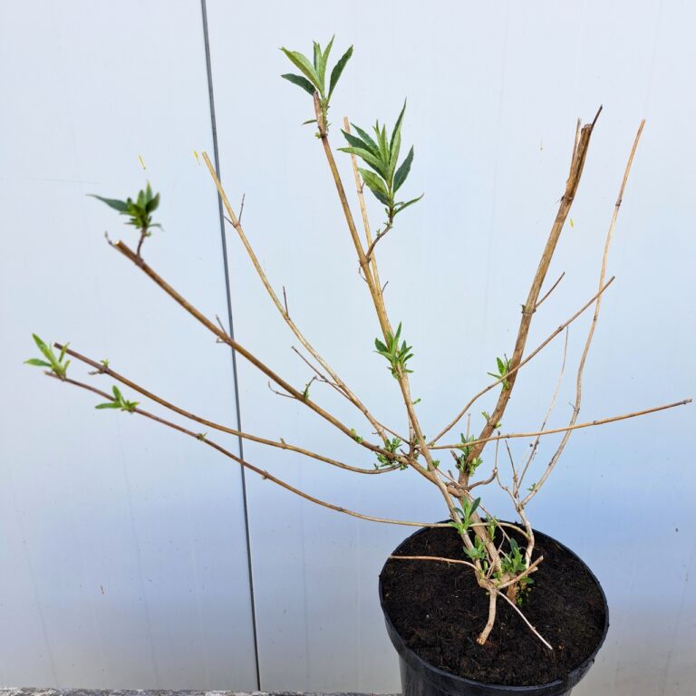 Budleja Dawida 'Nanho Blue'