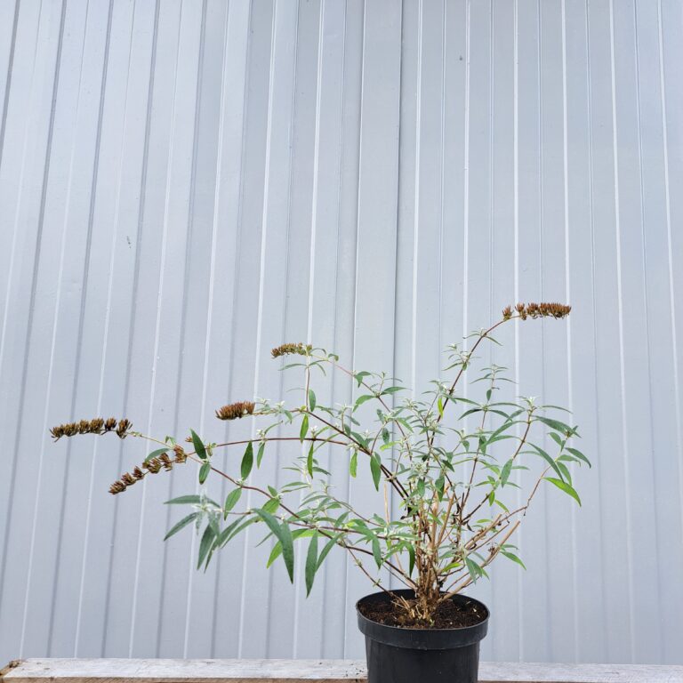 Budleja Dawida 'Nanho Blue'