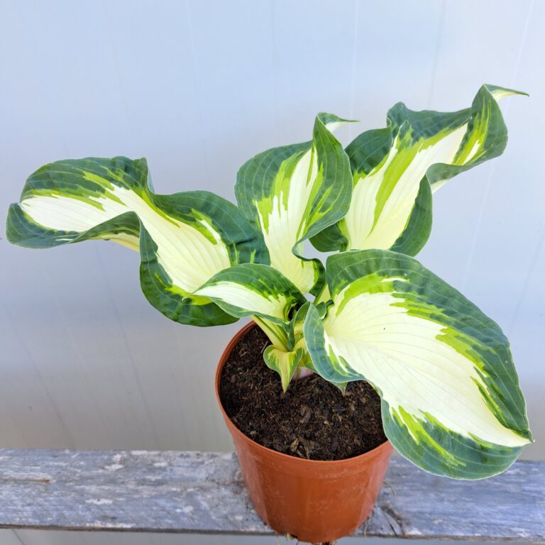 Hosta sieboldiana 'Hans'