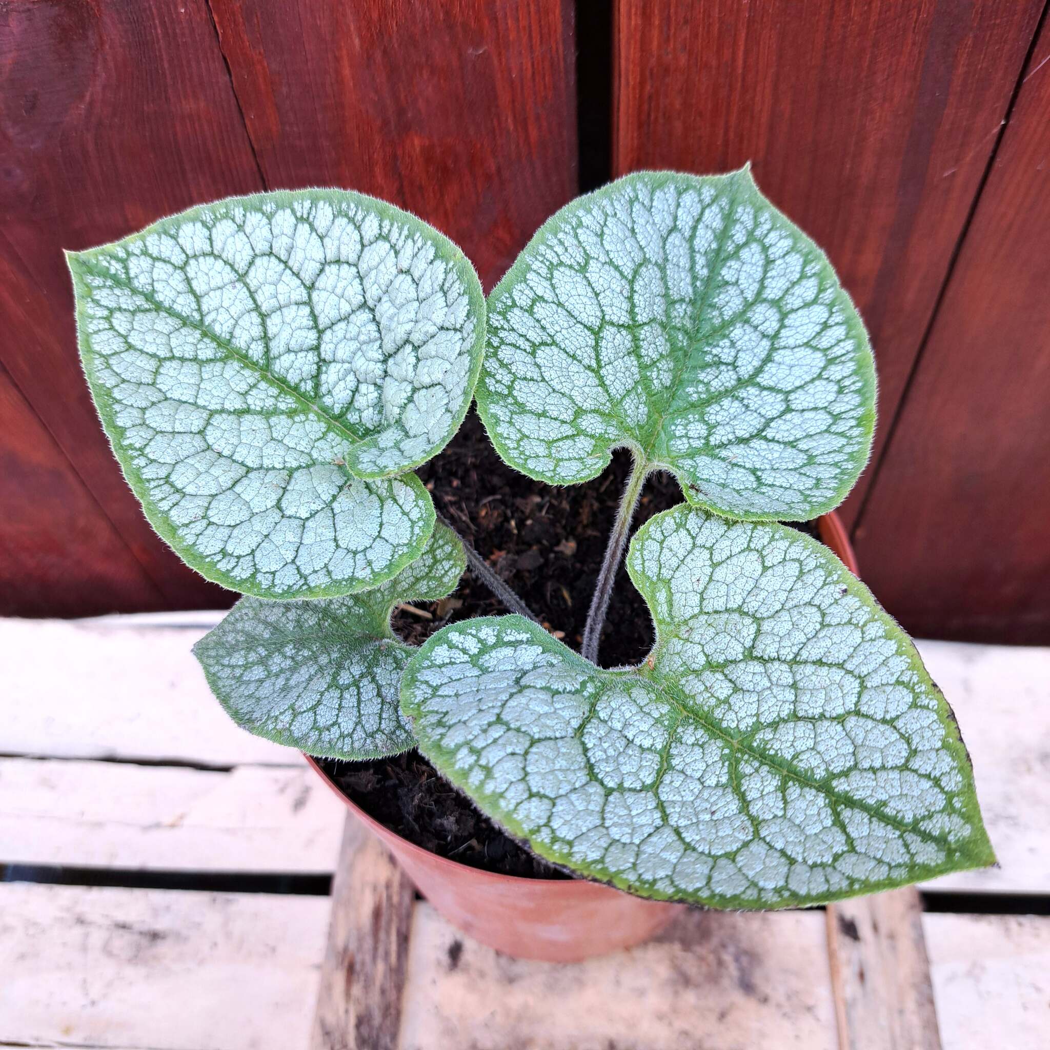 Brunnera wielkolistna 'Sea Heart' C2 (21.08.2025) (1)_Easy-Resize.com