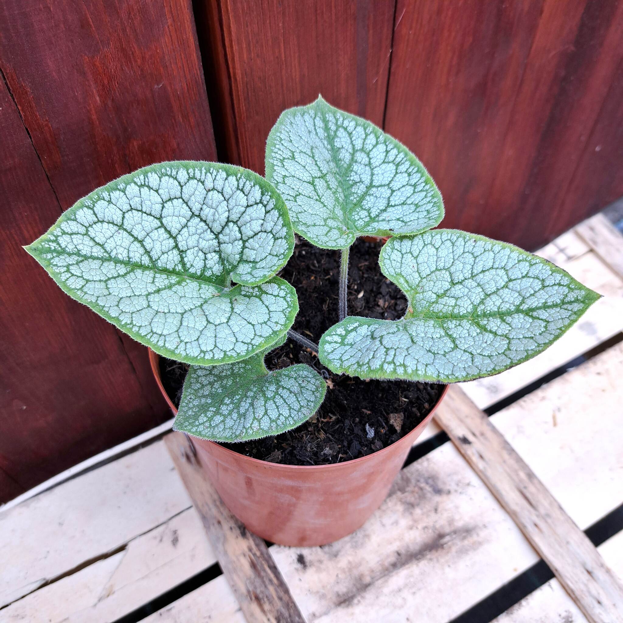 Brunnera wielkolistna 'Sea Heart' C2 (21.08.2025) (2)_Easy-Resize.com Brunnera wielkolistna 'Sea Heart