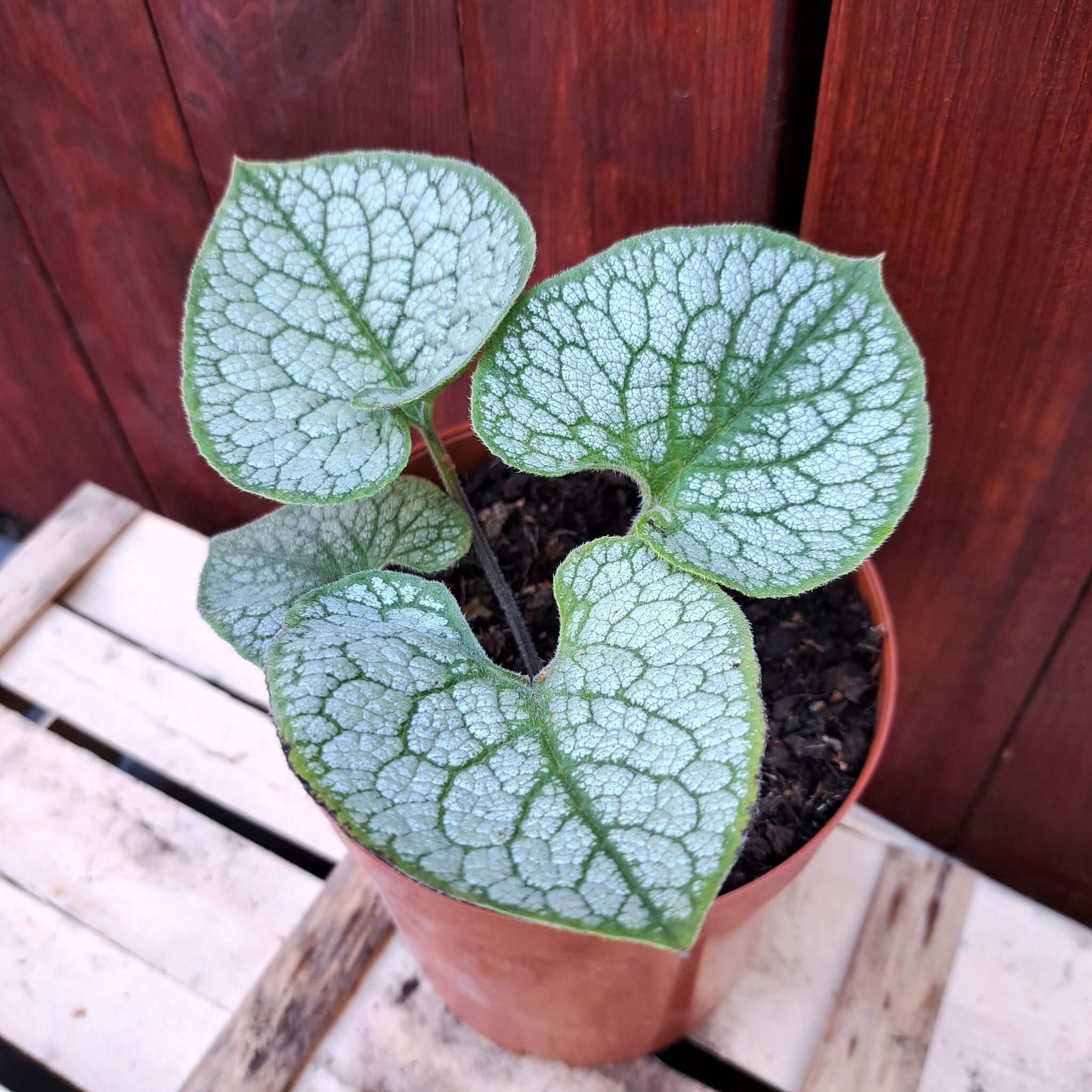 Brunnera wielkolistna 'Sea Heart' C2 (21.08.2025) (3)_Easy-Resize.com