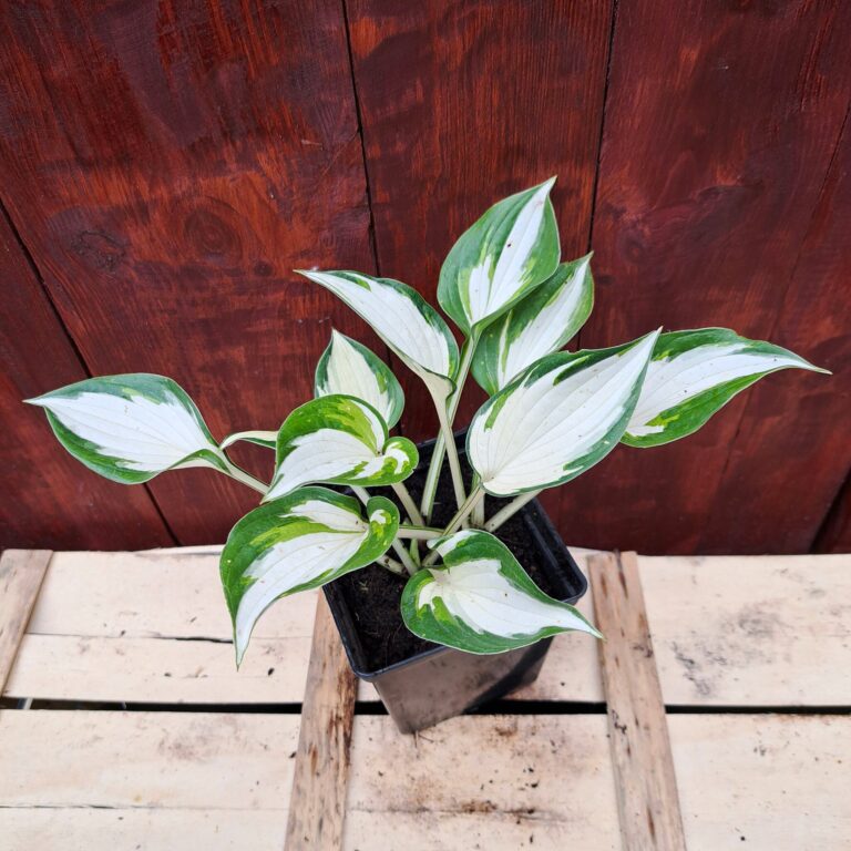 Hosta 'Fire and Ice'