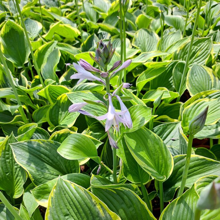 Hosta 'Fortunei Aureomarginata'