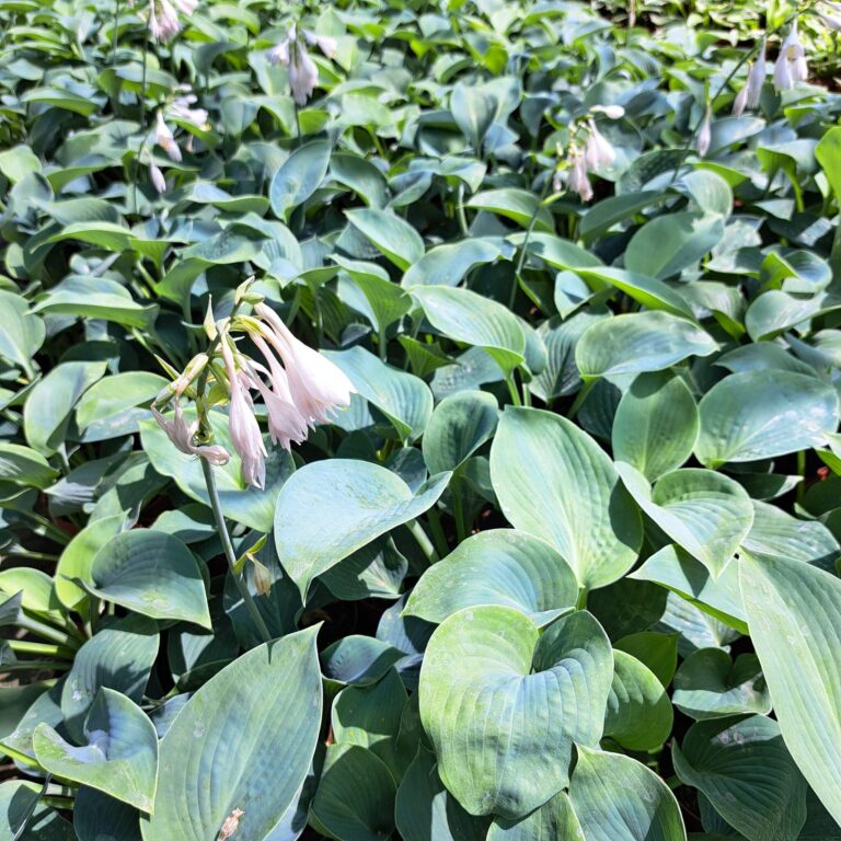 Hosta 'Siebolda'