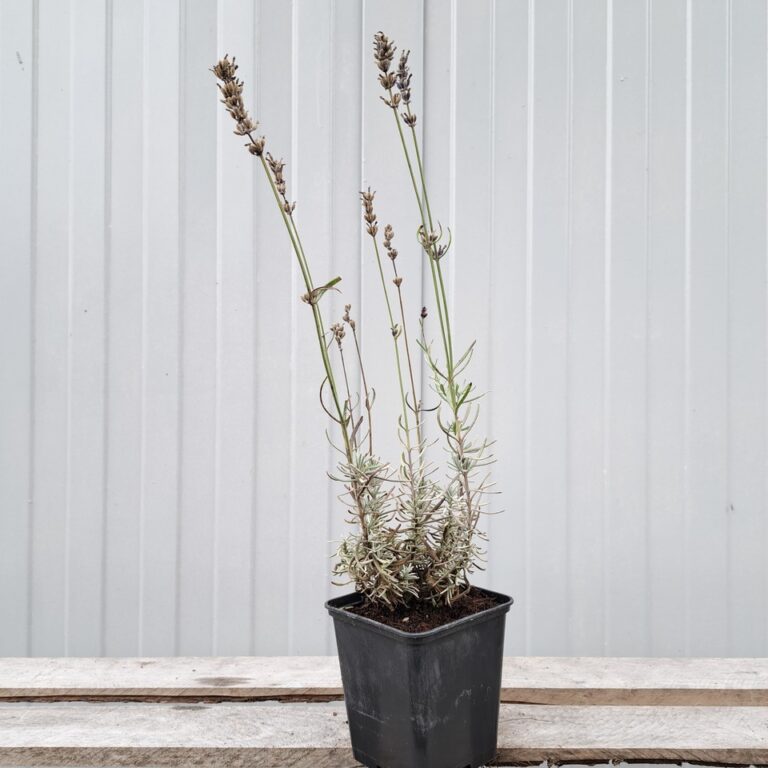 Lawenda-waskolistna-HIdcote