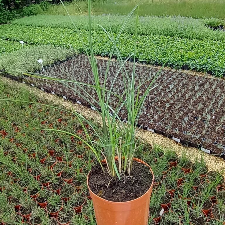 Miskant Chiński Gracielle