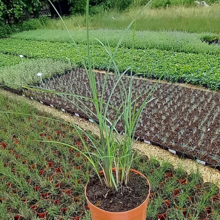 Miskant Chiński 'Gracielle'