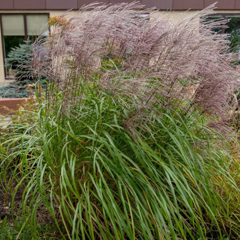 Miskant Chiński 'Malepartus’