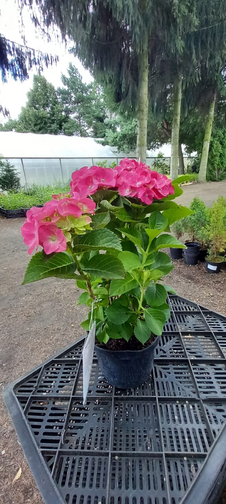 Hortensja 'speedy red'