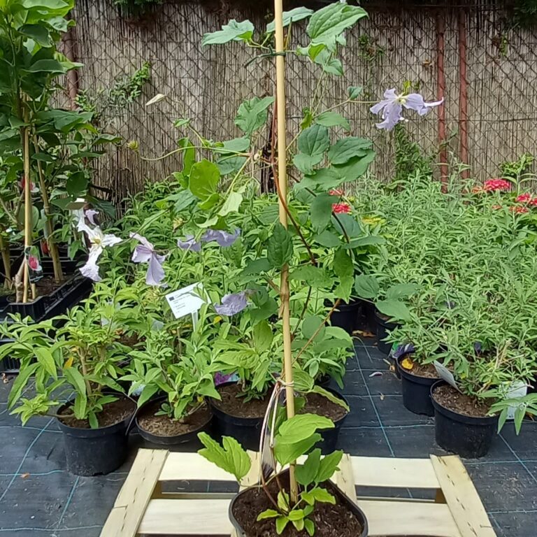 Clematis-Blekitny-Aniol