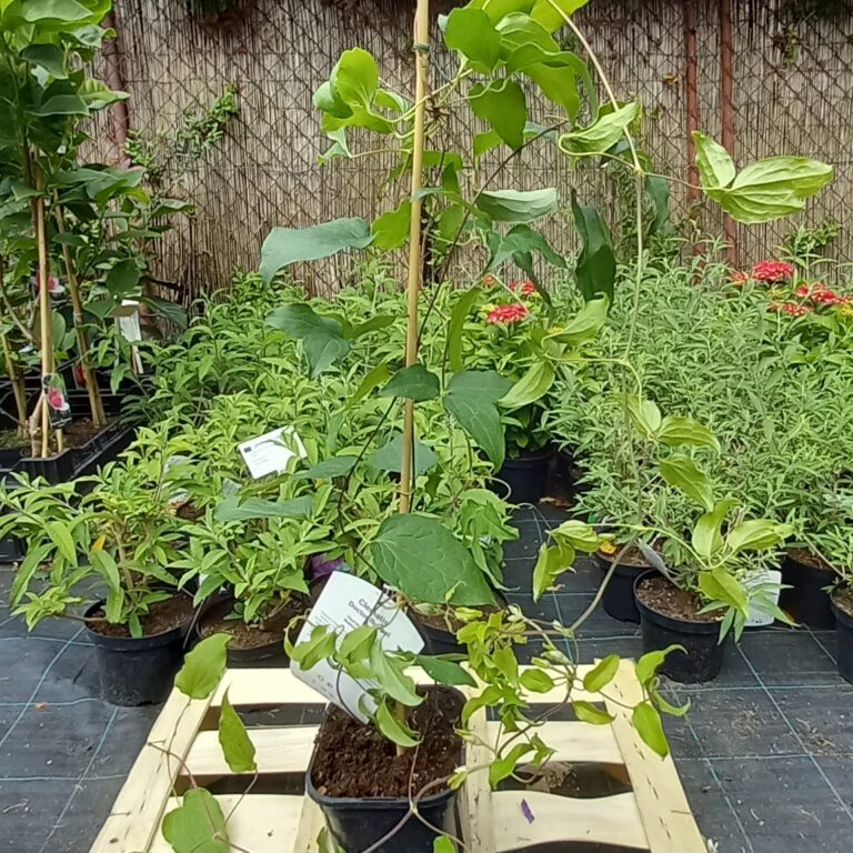 Clematis-Doctor-Ruppel