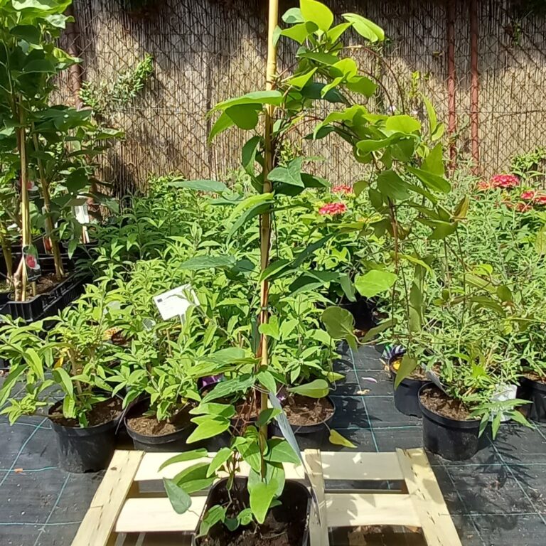 Clematis-The-President