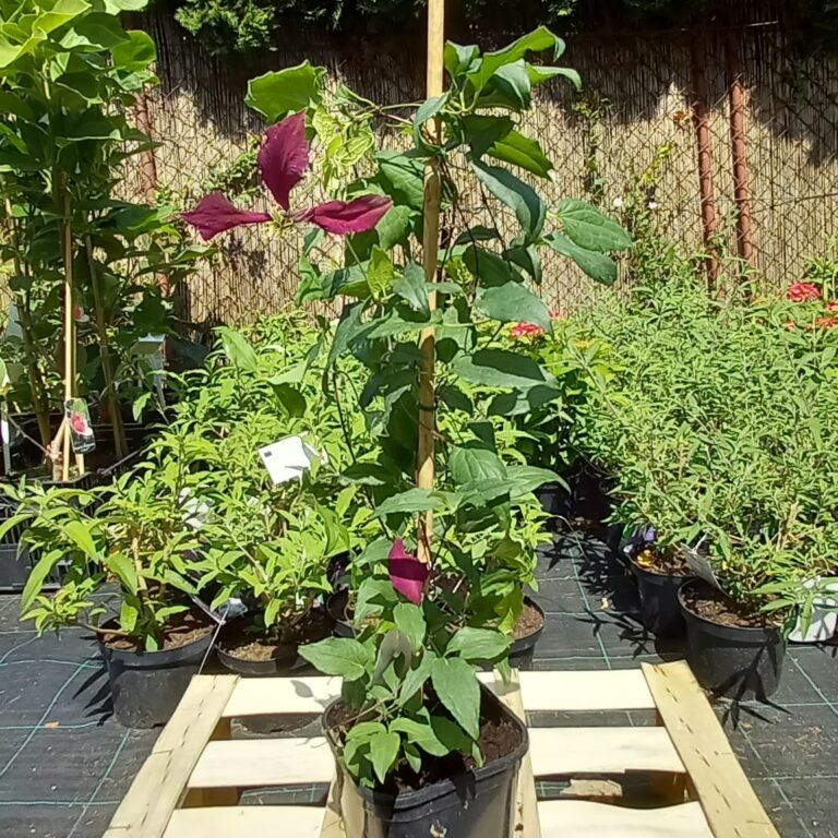 Clematis-Ville-de-Lyon