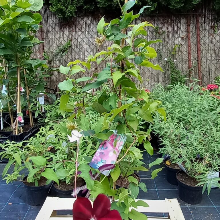 Clematis-Westerplatte