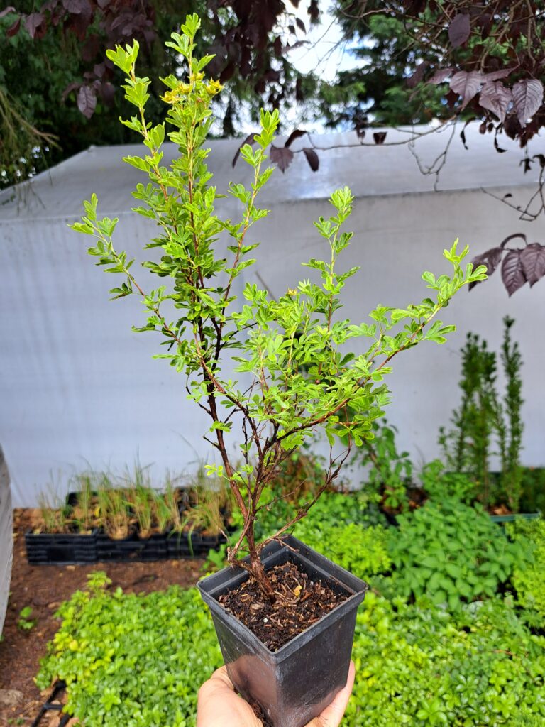 Potentilla-fruticasa-Snowbird