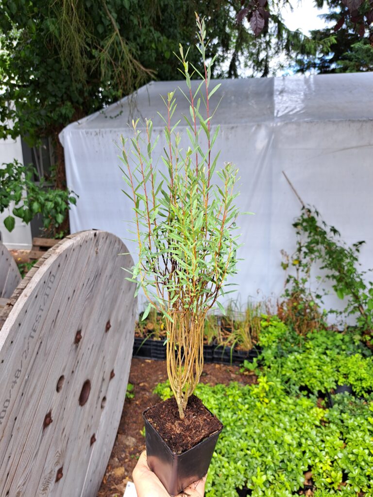 Salix purpurea 'Nana'