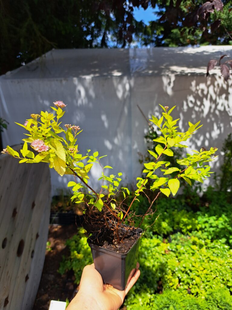 Spiraea japonica 'Golden Princess'