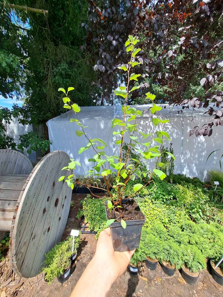 Spiraea x vanhouttei