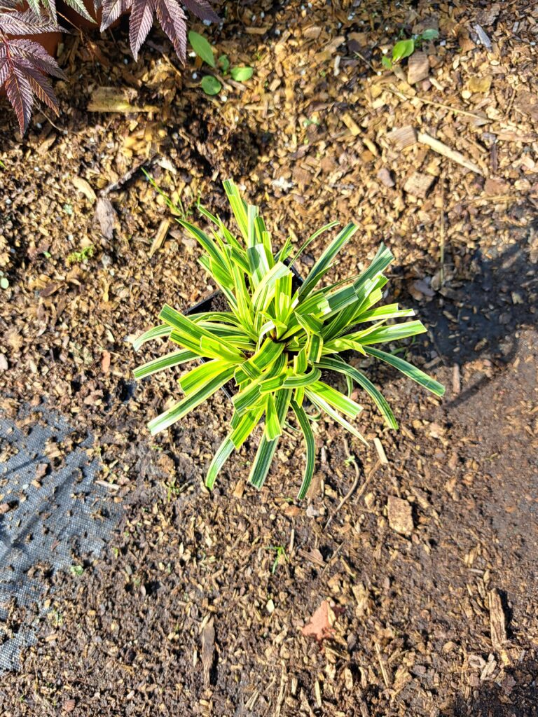 Carex morrowii 'Vanilla Ice'