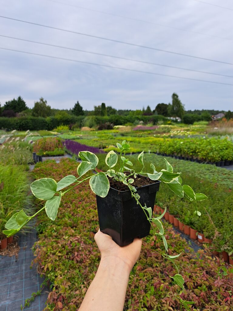 Barwinek większy 'Variegata'