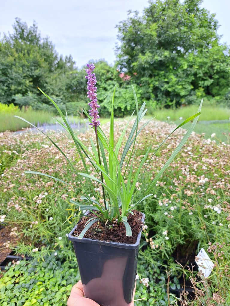 Liriope szafirkowata Royal Purple