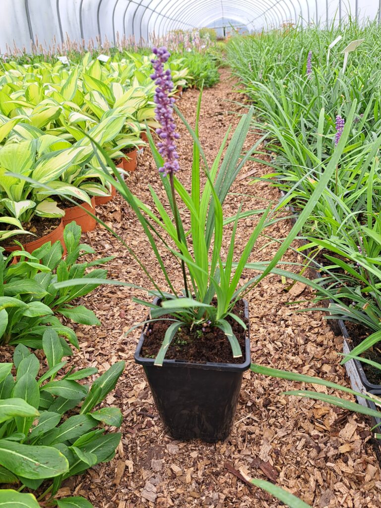 Liriope szafirkowata Royal Purple