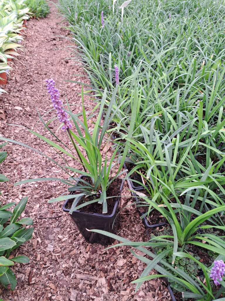 Liriope szafirkowata Royal Purple