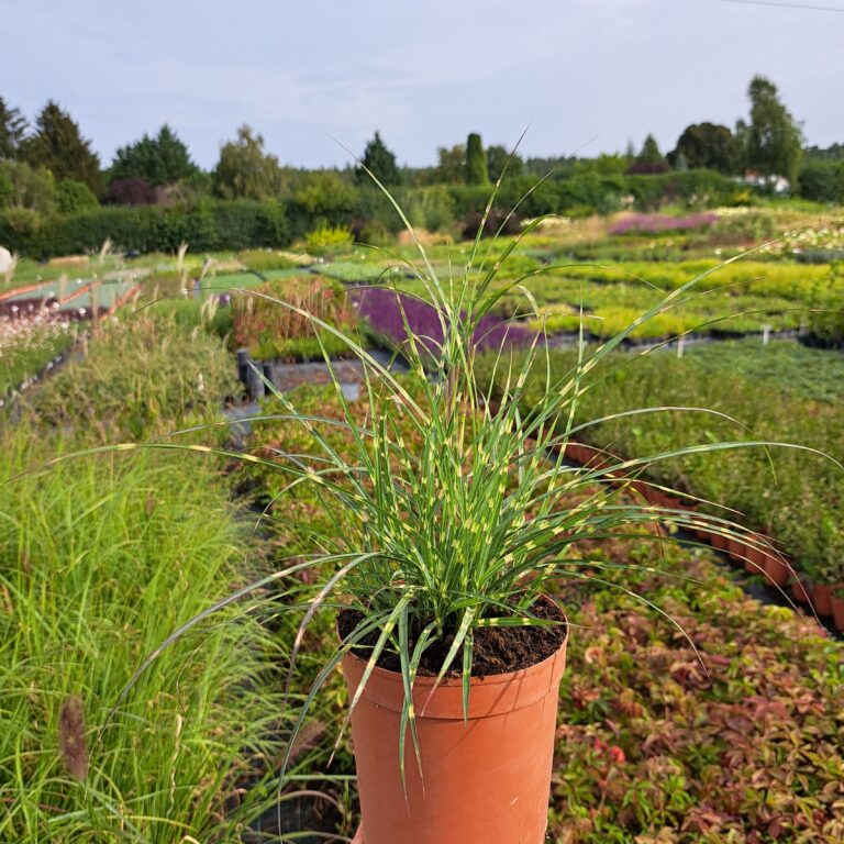 Miskant-chinski-Strictus-Dwarf